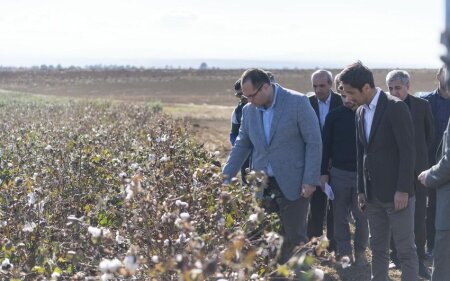 Pambıqçılıqda böhran: Fermer niyə “qul əməyinə” məhkum edilir?