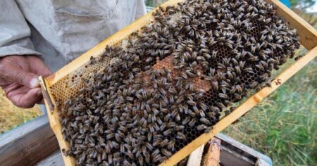 Azərbaycan arıçılığı TƏHLÜKƏ ALTINDA – Mütəxəssislərdən SOS