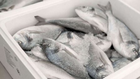 Ekspertdən BALIQ ALANLARA xəbərdarlıq - VİDEO