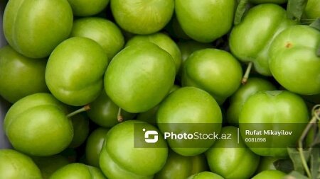 Azərbaycanda alça bağlarında DƏHŞƏTLİ xəstəlik yayıldı - VİDEO