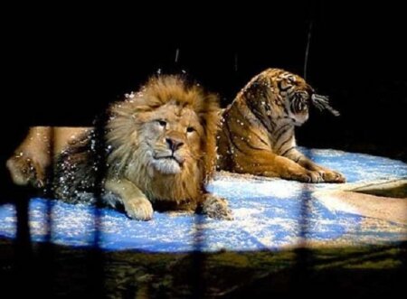 Sirkdə qorxulu anlar: Pələng tamaşaçıların oturduğu zonaya girdi - VİDEO