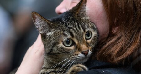 Evdə istifadə etdiyiniz bu məhsullar pişiyinizə zərər verir