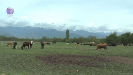 Qaxda örüş sahəsi sakinlərin əllərindən alınıb-YENİ DETALLAR/ (VİDEO)