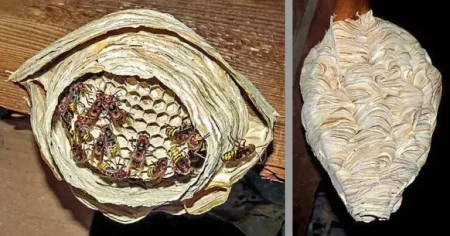 Eşşək arılarını öldürən şəxslər 5 min avro cərimə oluna bilər-DİQQƏT!!!