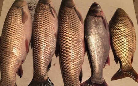 Binaların önündə satılan balıqlar təhlükəlidir