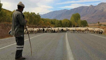 Məhkəmə fermerin heyvanlarını sataraq mənimsəyən çobanla bağlı qərar çıxardı
