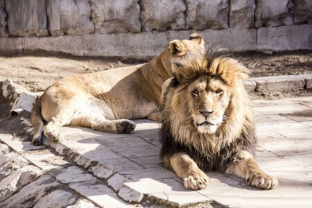 Bakı Şəhər Heyvanat Parkı təmizlik işlərini yenə Təranə Seyidovanın rəhbərlik etdiyi şirkətə verdi