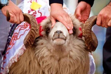 Bu ölkədə Qurban kəsmək qadağan edildi