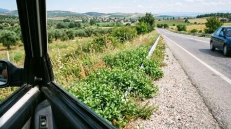 Dünyanın ən sağlam göyərtisi bəlli oldu: Yol qırağında yetişir