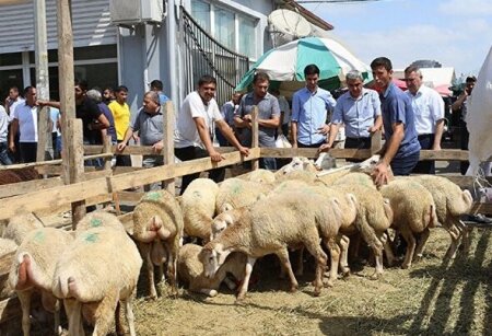 Qurbanlıq neçə nəfər arasında şərikli bölünə bilər