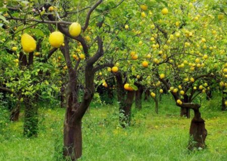Bağda işləyənlər bunu bilmir