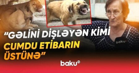 Sakinlərin kabusuna çevrilən küçə itləri dəhşət saçır: 100-dən çox insan xəstəxanalıq olub - VİDEO